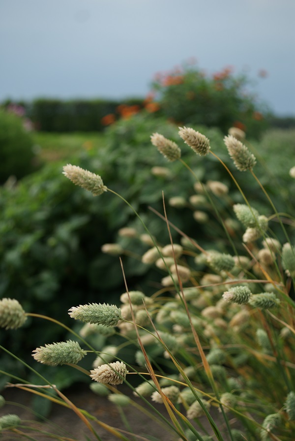 Phalaris canariensis, Lesknica kanárska,  Canary Grass 10 g